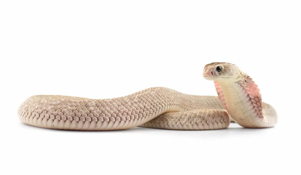 The Chinese cobra on white background