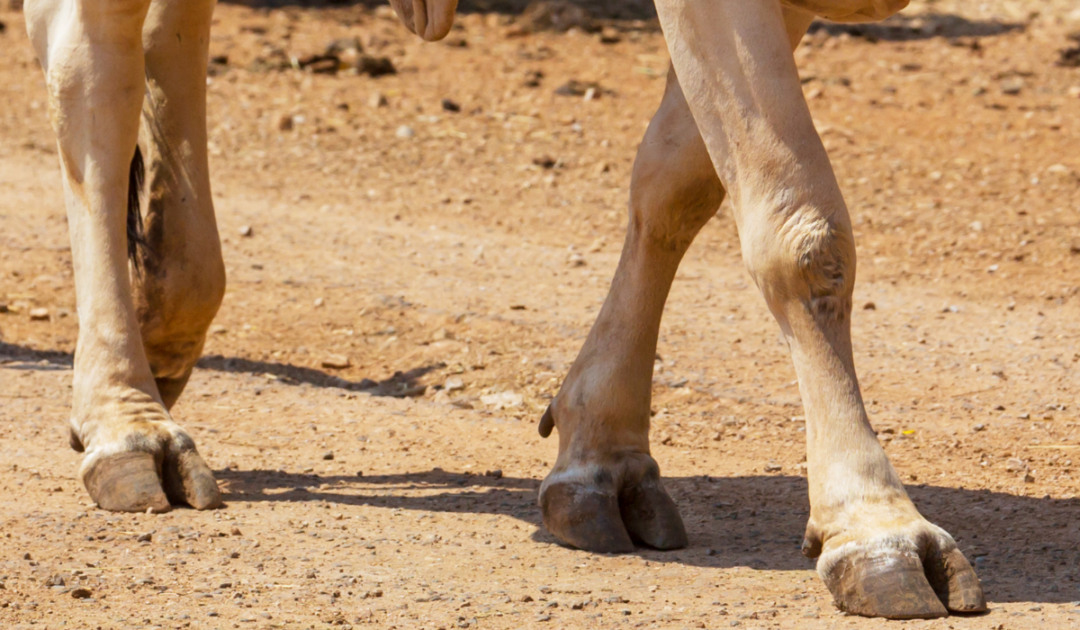 Do Cows Need Their Hooves Trimmed? Farmhouse Guide