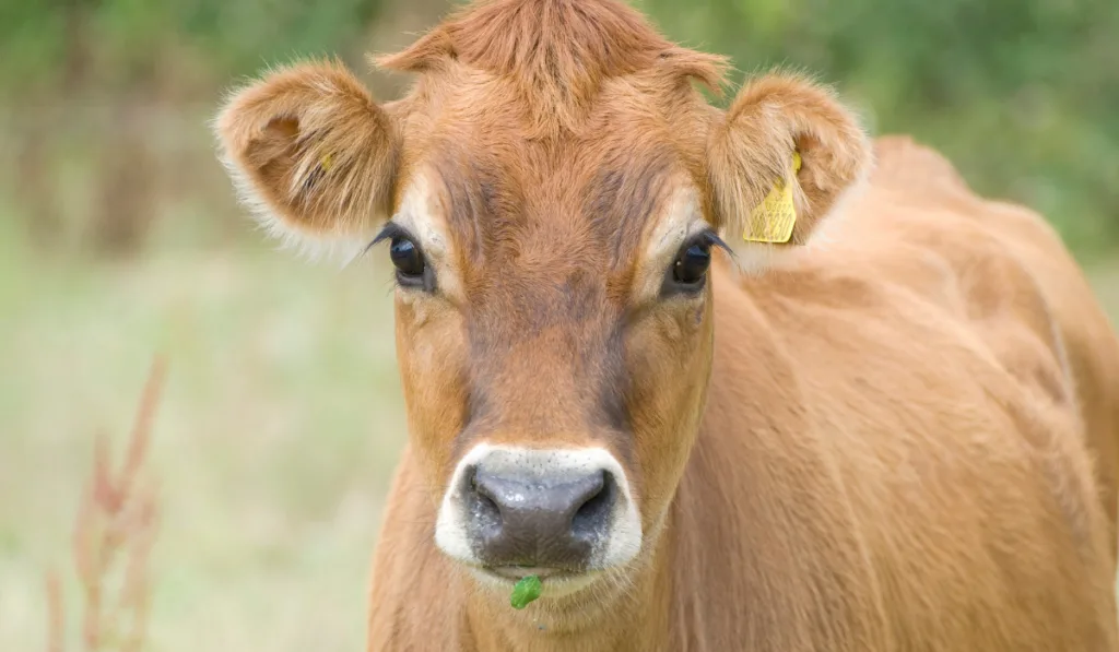 Jersey Cows