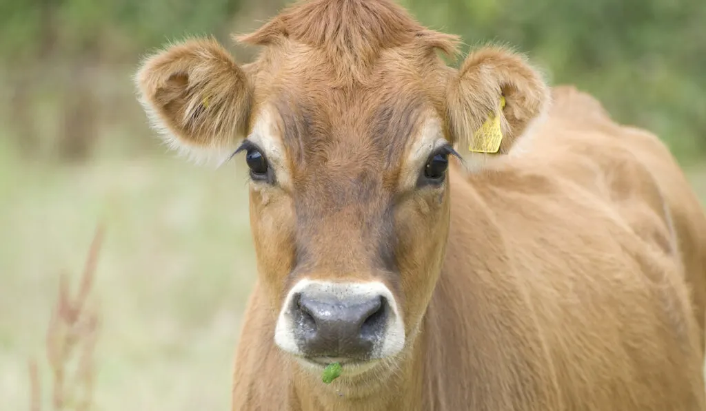 The Jersey cow portrait 