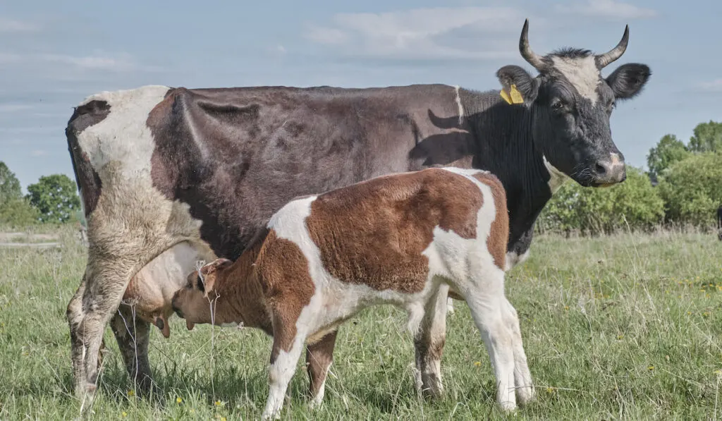 The calf sucks milk from the nipple of the cow's udder