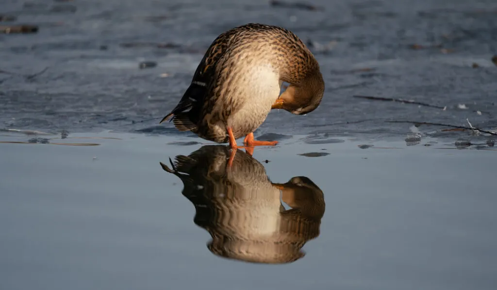 The sleeping duck on the half-frozen lake in winter 