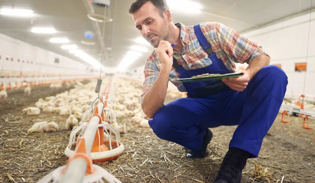 Thoughtful farmer busy in the chicken coop 