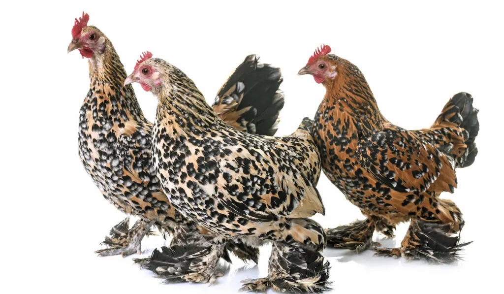 Three Booted Bantam in Studio on white background