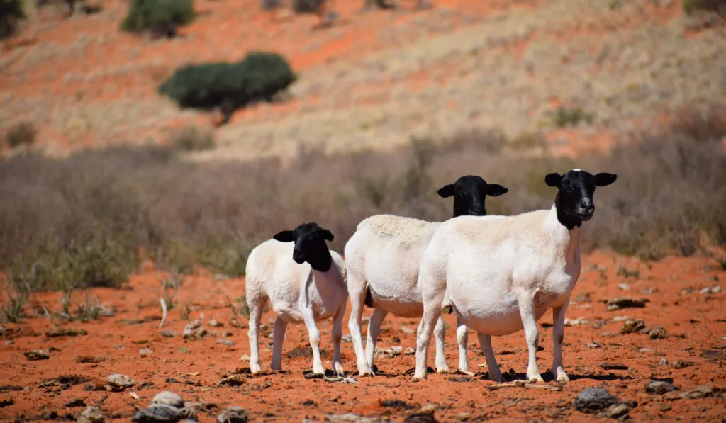 Three Dorper sheep farming 