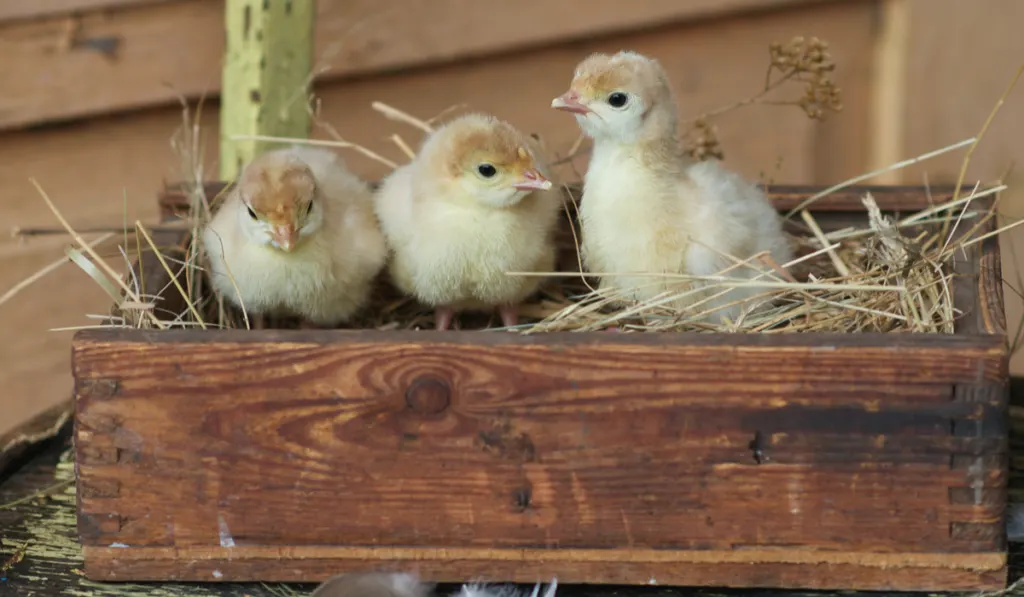 three baby turkeys