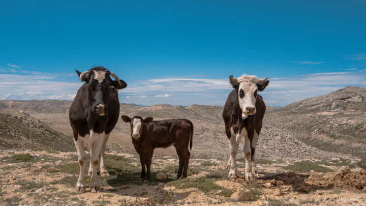 Three-cows-in-the-mountains-with-sky-in-background