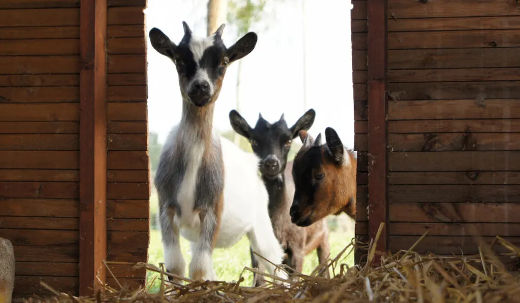 Three cute goats looking inside the shed 