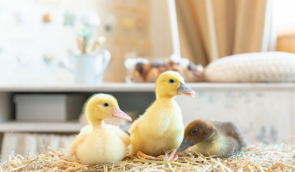 Are Cheerios Safe for Ducks? Farmhouse Guide