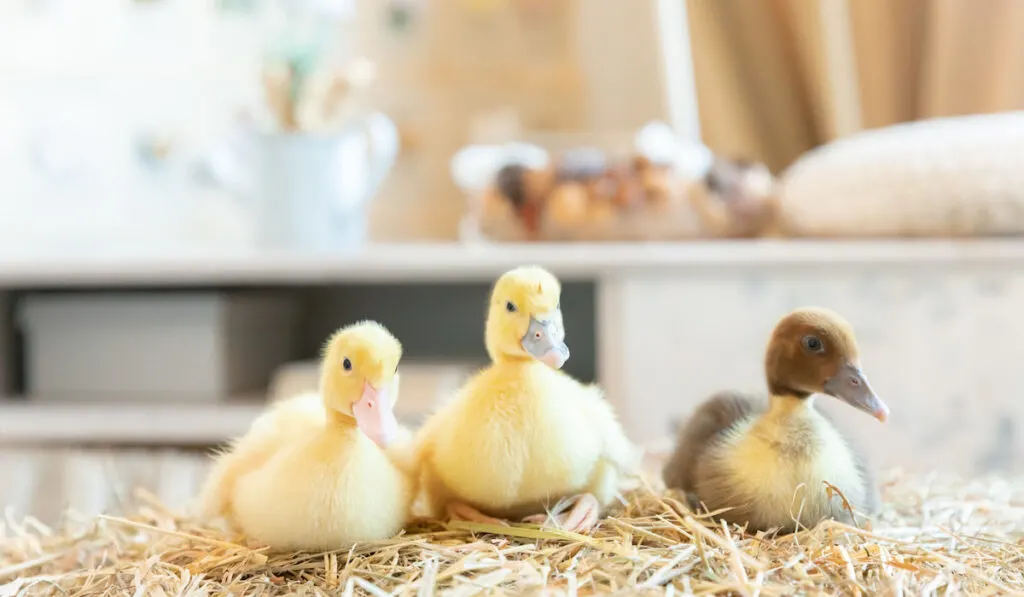 Three little ducklings at velours grasses