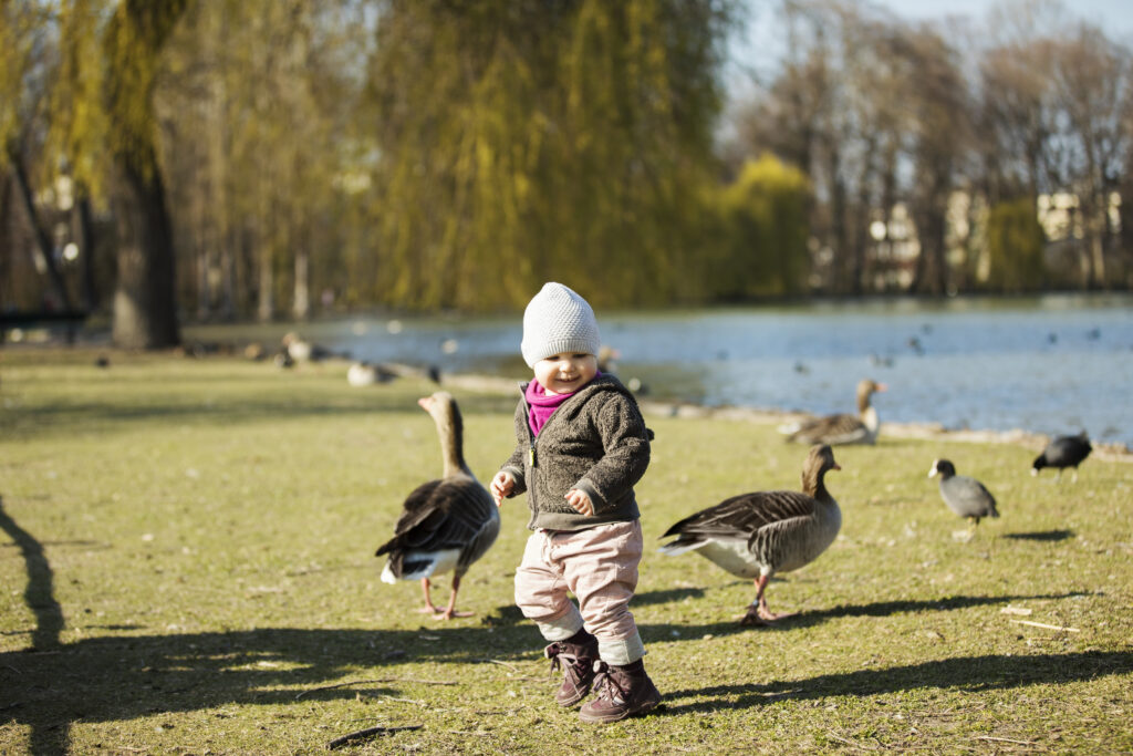 Toddler girl playing with geese at a pond in park