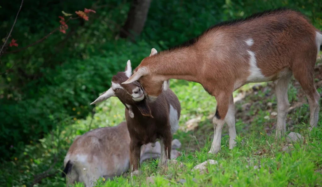 Toggenburg dairy nanny goat with a baby goat 