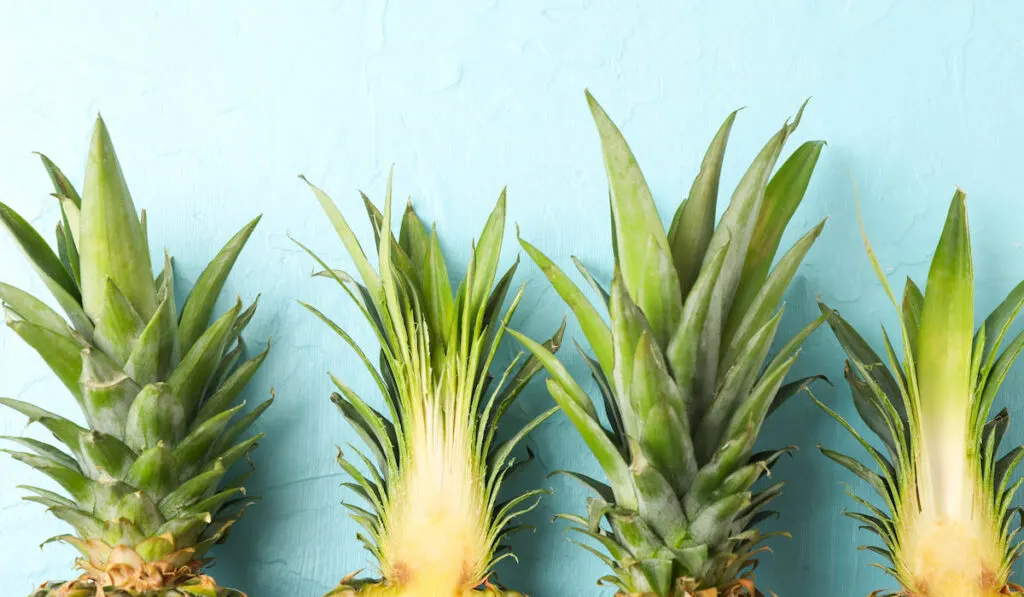 Top of pineapples on light blue background