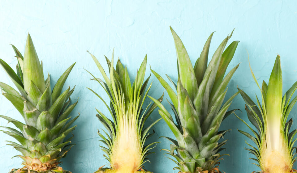 Can Goats Eat Pineapple? Farmhouse Guide