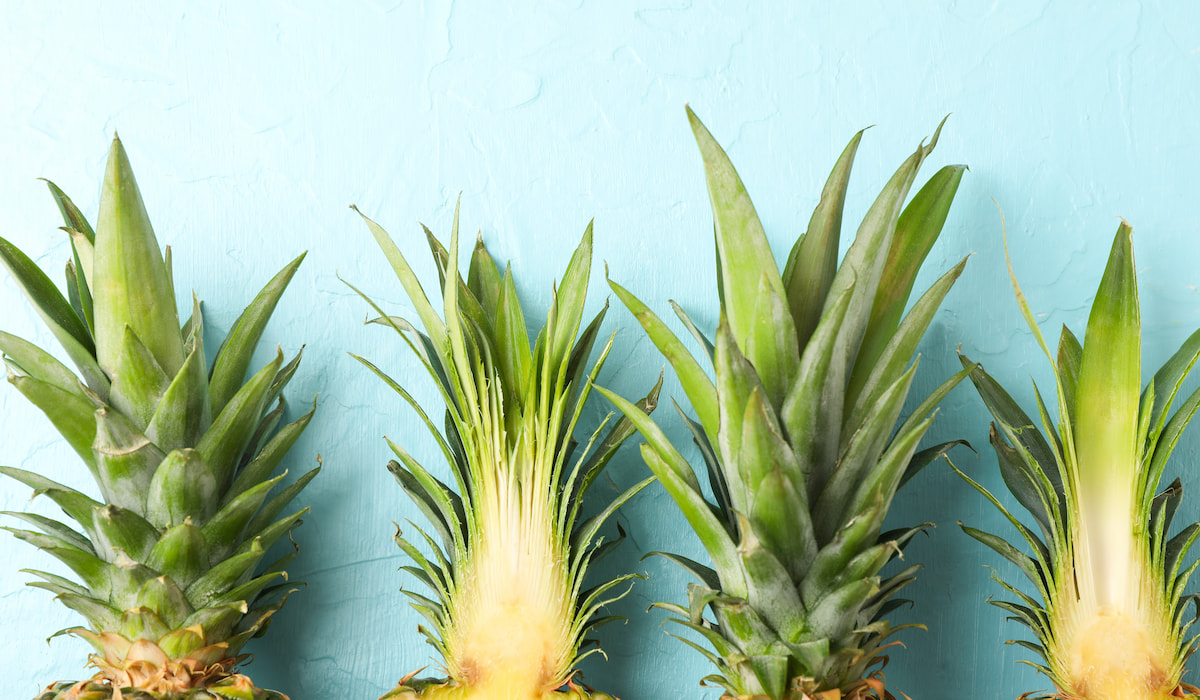 Can Goats Eat Pineapple? Farmhouse Guide