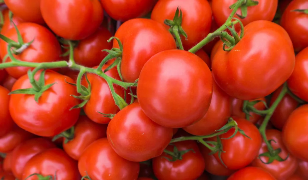 Top view of Red tomatoes