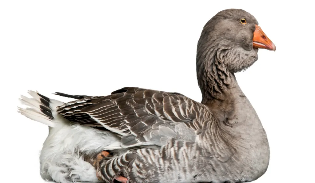 toulouse geese sitting in a white background