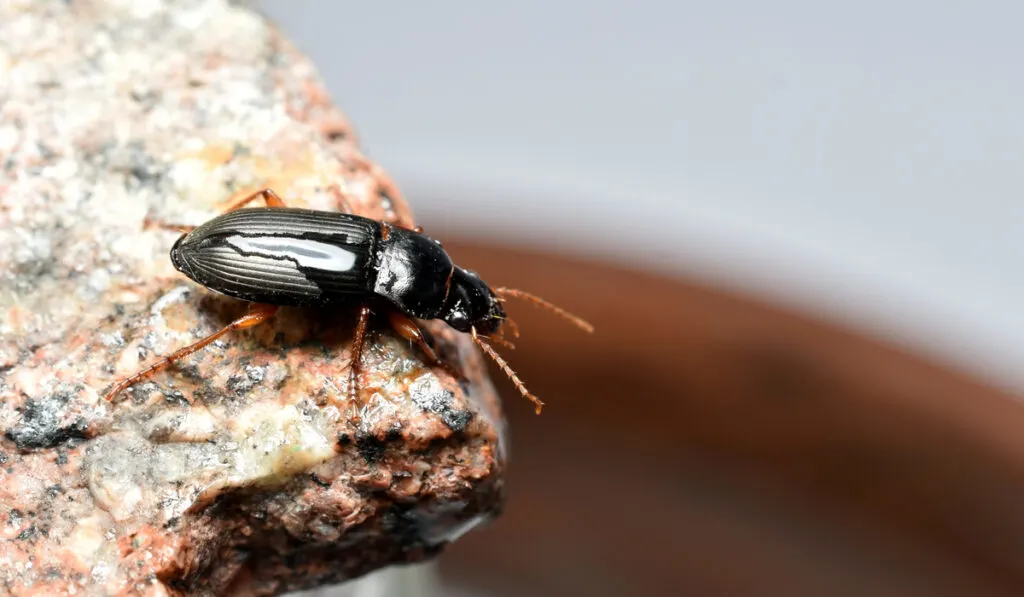 Tribolium destructor sitting on granite