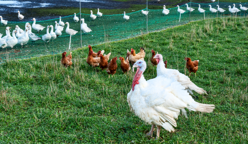 Can Turkeys Mate With Chickens? Farmhouse Guide