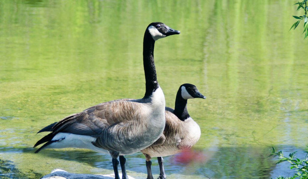 Two Canada geese standing near a pond 