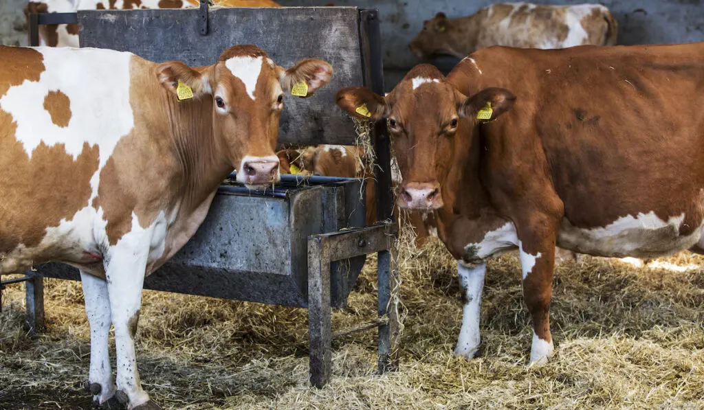 Two Guernsey cows standing in a barn, feeding on hay