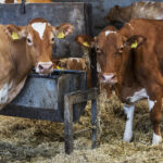 Are Your Cows Getting Enough to Eat? Here's How You Know