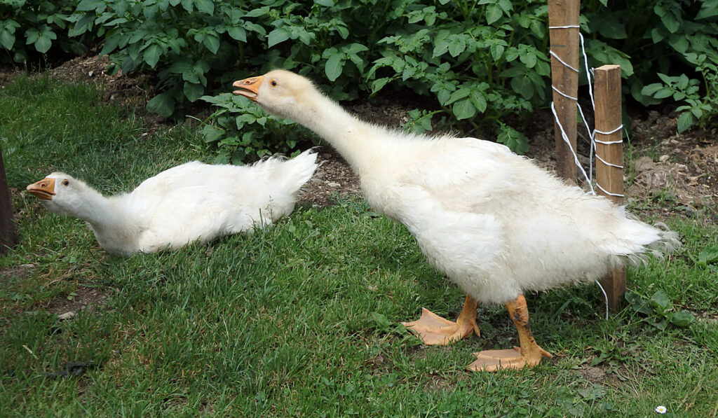 Two Slovak White Goose resting 