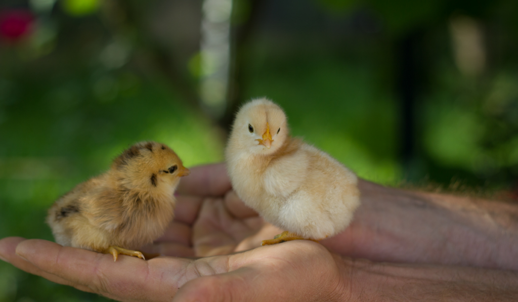 Two baby chicks on man's hands