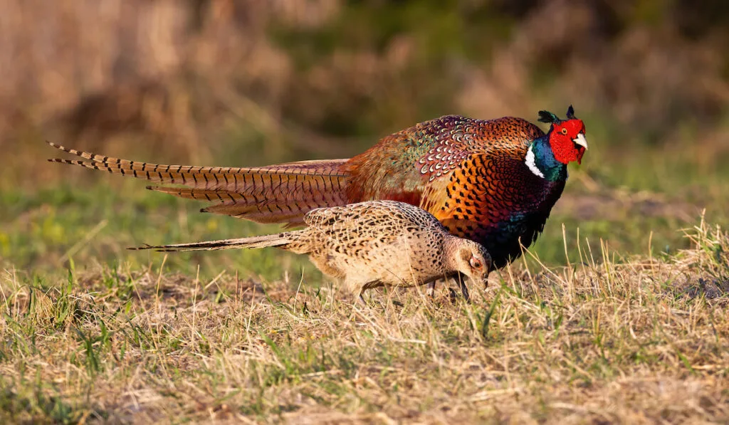 Two common pheasants moving on meadow in spring nature