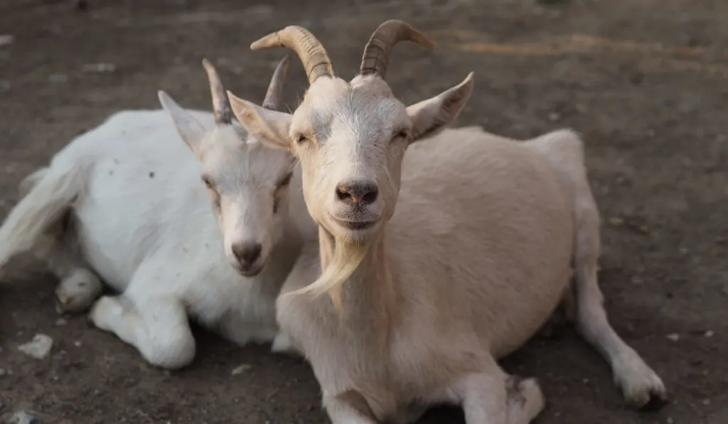 Two cute couple funny goats resting