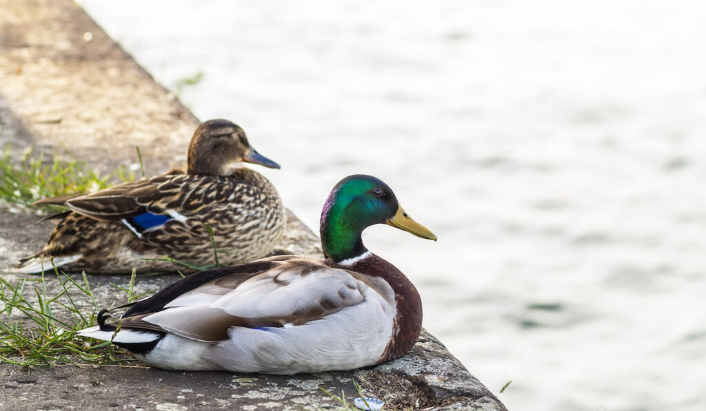 Two ducks male and female resting near a river