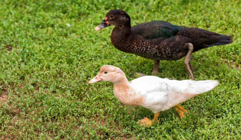 Two ducks walk on grass