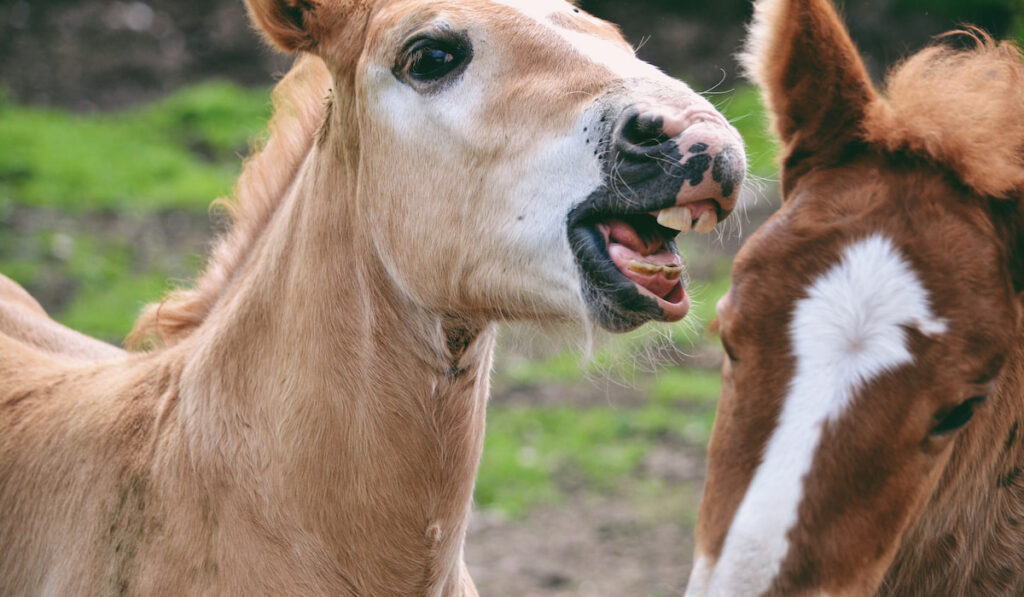 Two foals playing