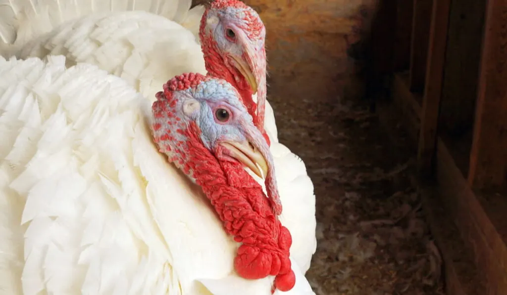 Two male Beltsville Small turkeys in the barn 