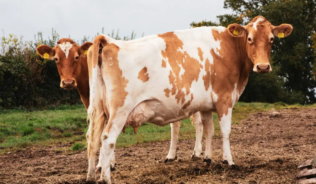 Guernsey Cows