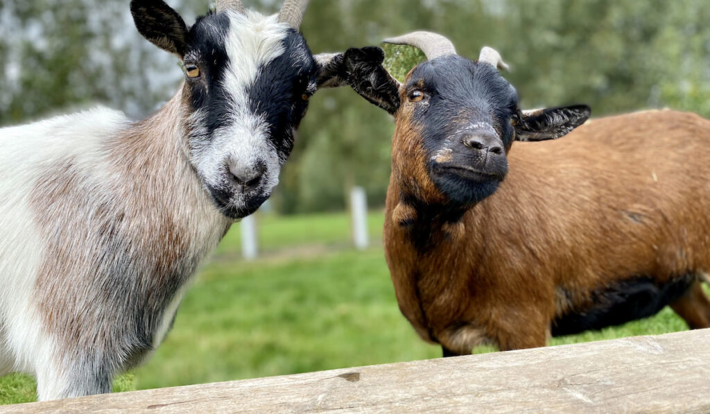 Two pygmy goats at the farm behind the wooden fence 