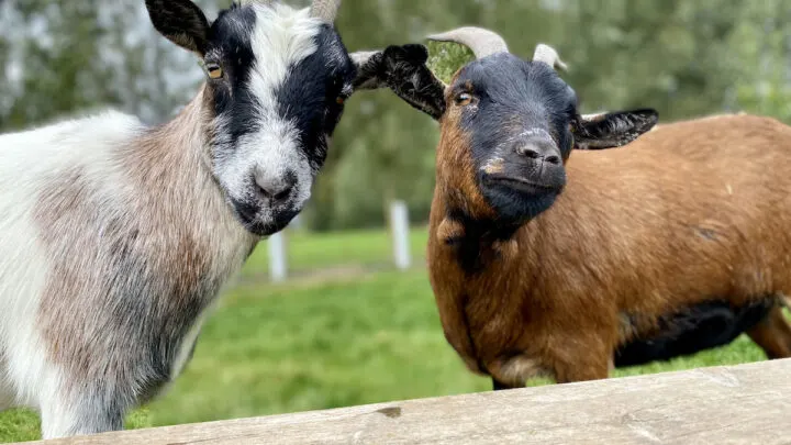 Two-pygmy-goats-at-the-farm