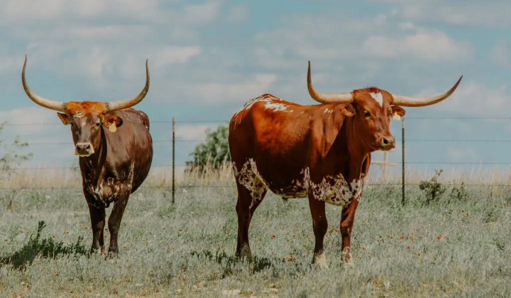 Two texas longhorns on a ranch in Texas 