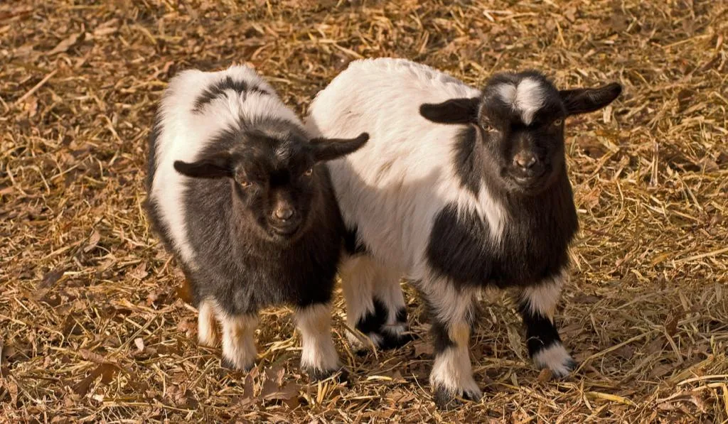 Two very young black and white Tennessee fainting goats
