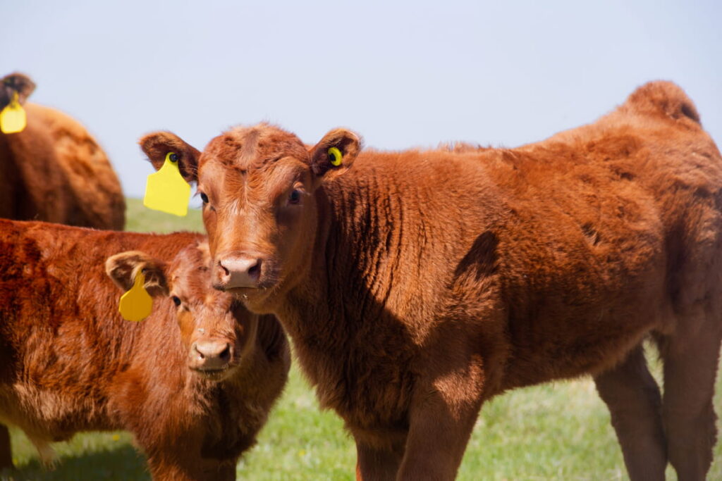 Two young red Angus calves standing next to each other