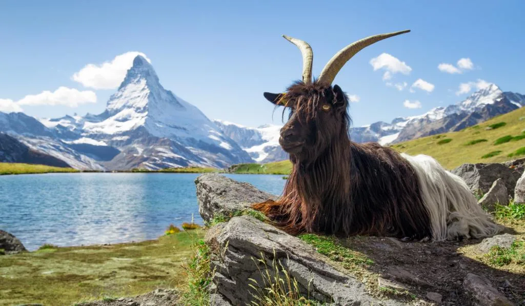 Valais blackneck goat sitting