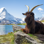 19 Beautiful Long-Haired Goat Breeds