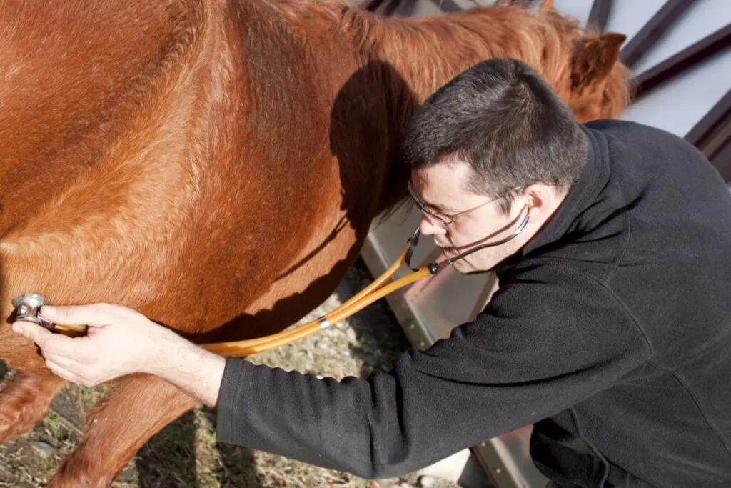 Vet examining horse