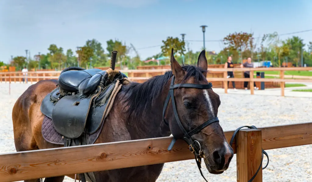 View of brown saddled horse at the hitching post 