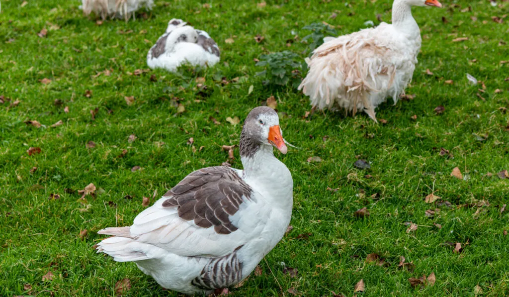 West of England Geese and other geese on farm 