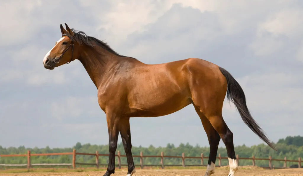 Westphalian horse standing beautiful sunny day