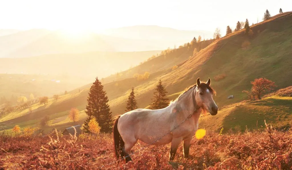 White Arabian horse graze on on the mountain slope