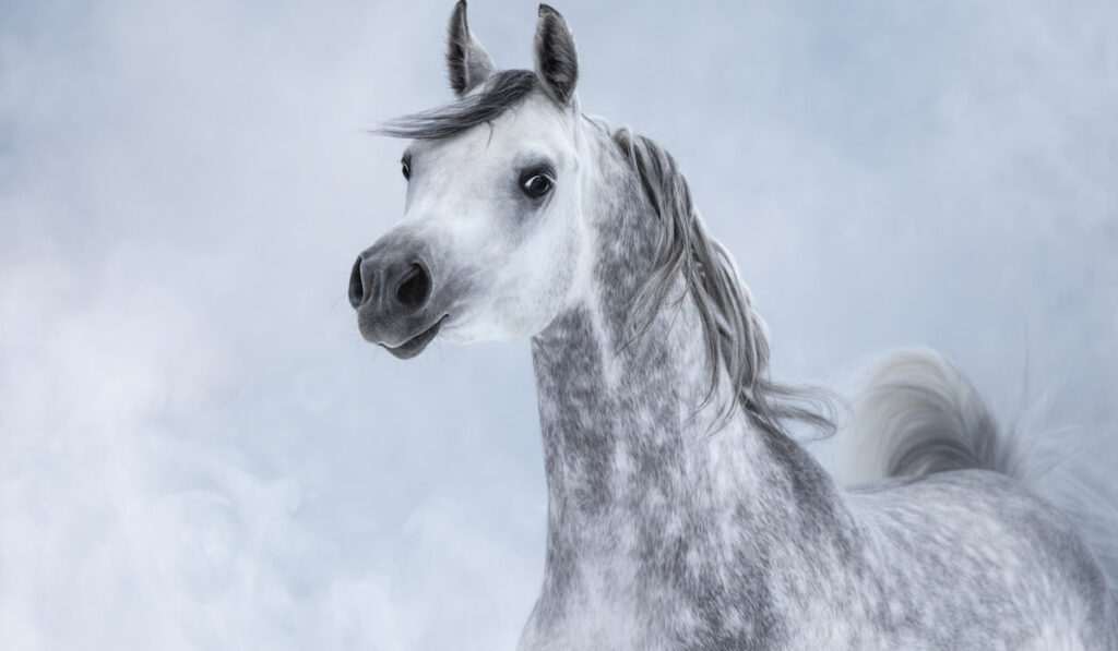 White Arabian horse in light smoke