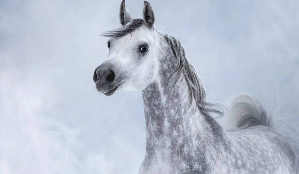 White Arabian horse in light smoke