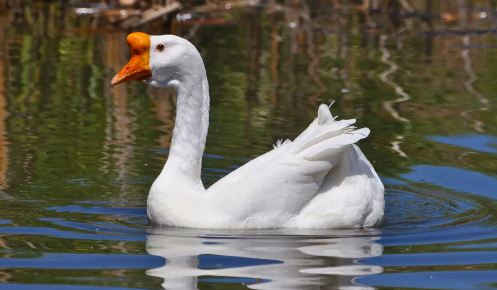 White Chinese Goose in a pond